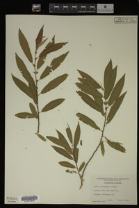 Image Associated With the Occurrence