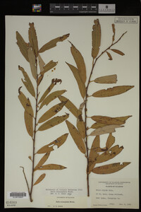 Salix eriocephala image