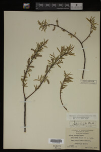 Salix eriocephala image