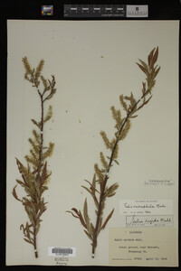 Salix eriocephala image