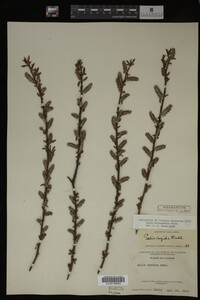 Salix eriocephala image