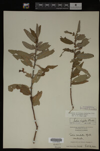 Salix eriocephala image