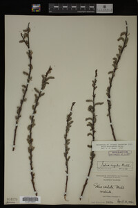 Salix eriocephala image