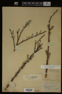 Salix eriocephala image
