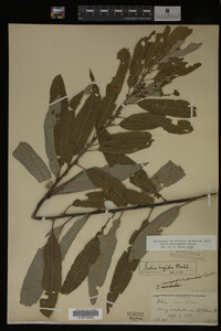 Image Associated With the Occurrence