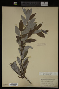 Image Associated With the Occurrence