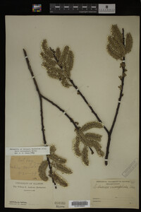 Image Associated With the Occurrence