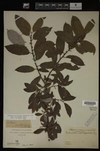 Image Associated With the Occurrence