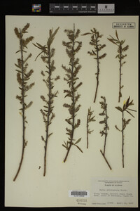 Image Associated With the Occurrence