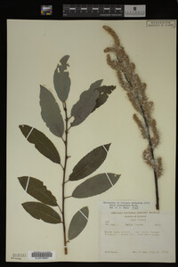 Image Associated With the Occurrence