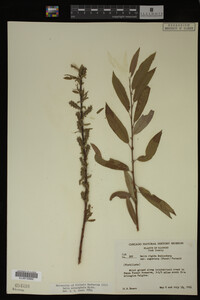 Image Associated With the Occurrence