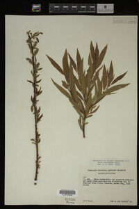 Salix eriocephala image
