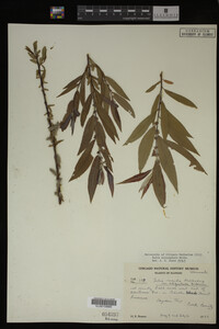 Salix eriocephala image