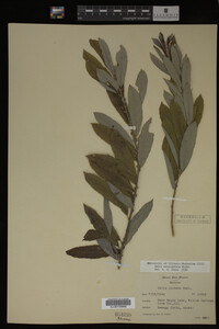 Salix eriocephala image