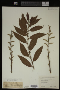 Salix eriocephala image