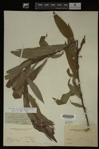 Salix eriocephala image