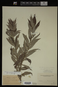 Salix eriocephala image
