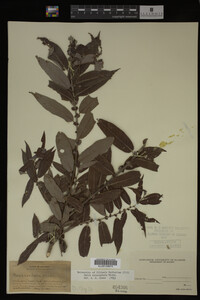 Image Associated With the Occurrence