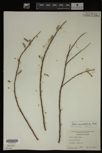 Salix eriocephala image