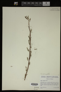 Salix eriocephala image