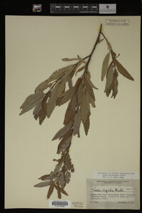 Image Associated With the Occurrence
