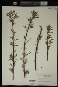 Image Associated With the Occurrence