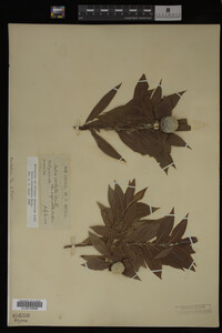 Salix eriocephala image