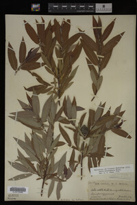 Image Associated With the Occurrence