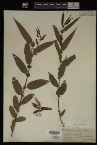 Salix eriocephala image