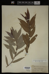 Salix eriocephala image