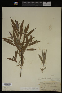 Image Associated With the Occurrence