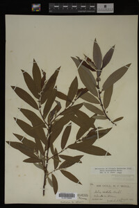 Image Associated With the Occurrence