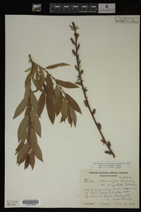 Salix eriocephala image