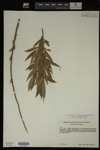 Salix eriocephala image