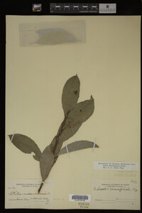 Salix eriocephala image