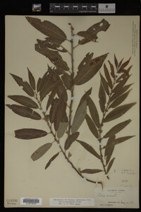 Image Associated With the Occurrence