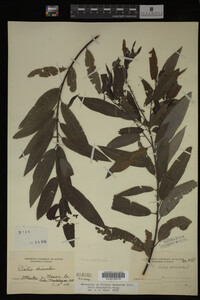 Image Associated With the Occurrence