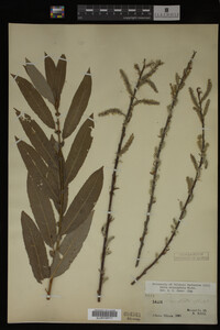 Image Associated With the Occurrence