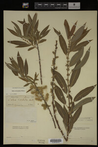 Salix eriocephala image