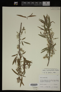 Salix eriocephala image