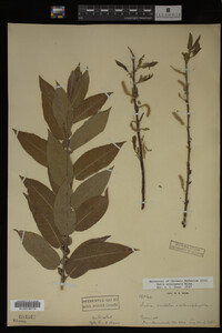 Salix eriocephala image