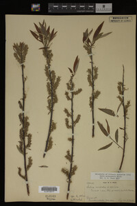 Salix eriocephala image