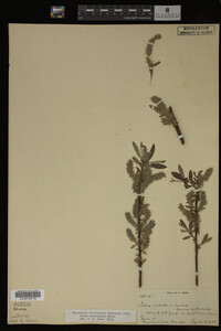Salix eriocephala image
