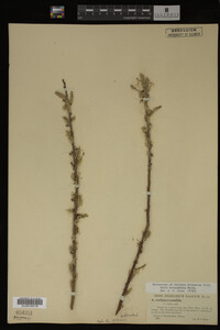 Salix eriocephala image