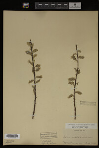 Salix eriocephala image