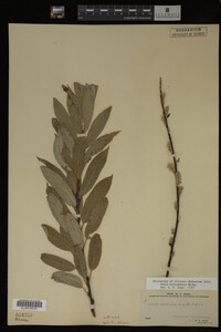Salix eriocephala image