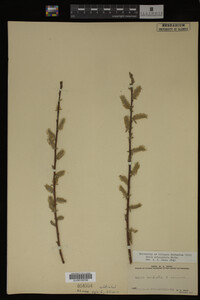 Salix eriocephala image