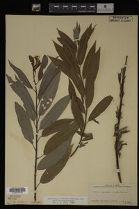 Salix eriocephala image