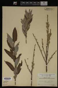 Salix eriocephala image