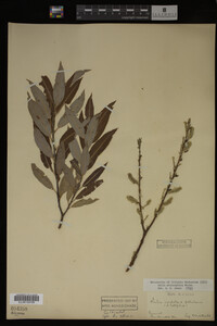 Salix eriocephala image
